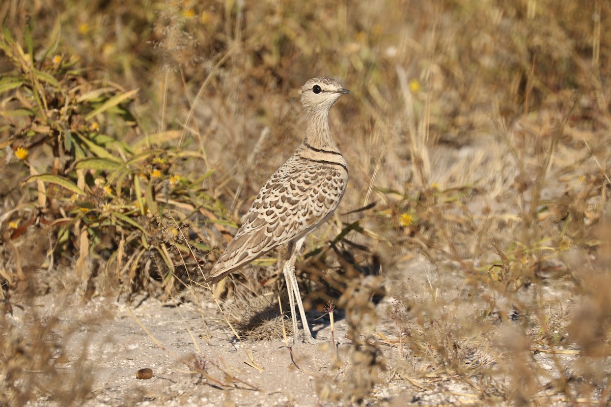 Double-banded Courser - ML646831627