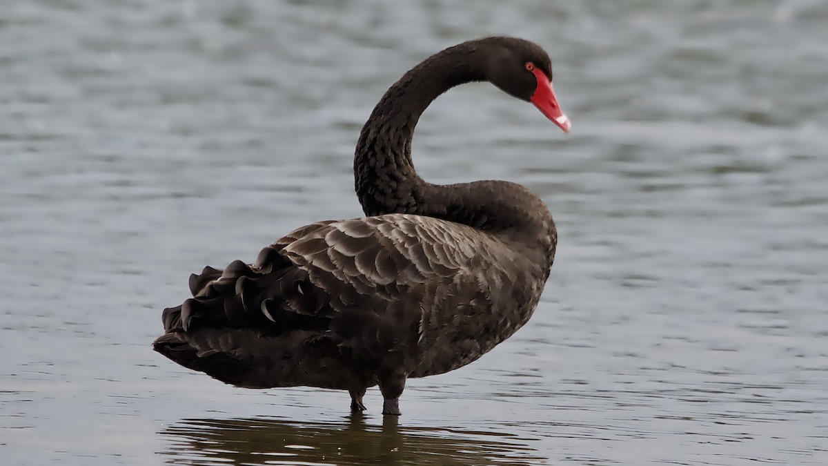 Cisne Negro - ML646831630