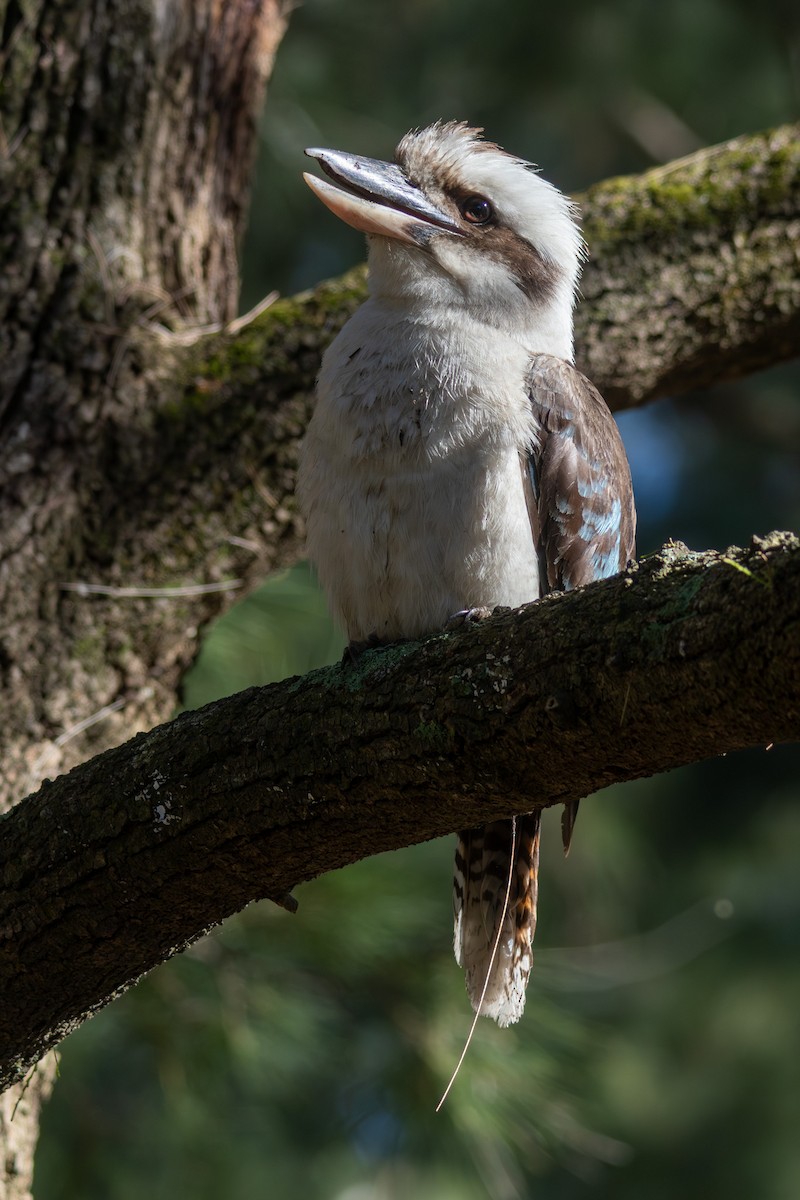 Laughing Kookaburra - ML646831632