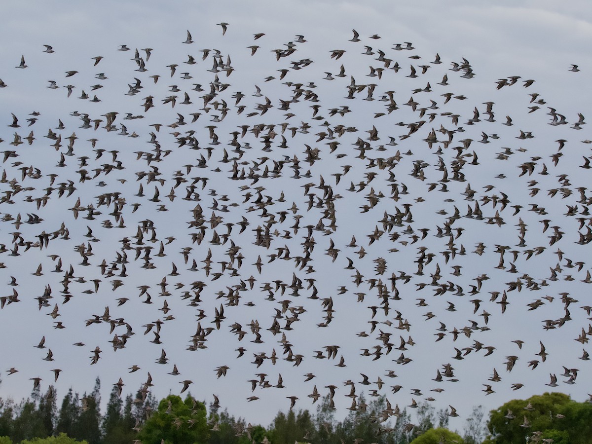 Sharp-tailed Sandpiper - ML646831633