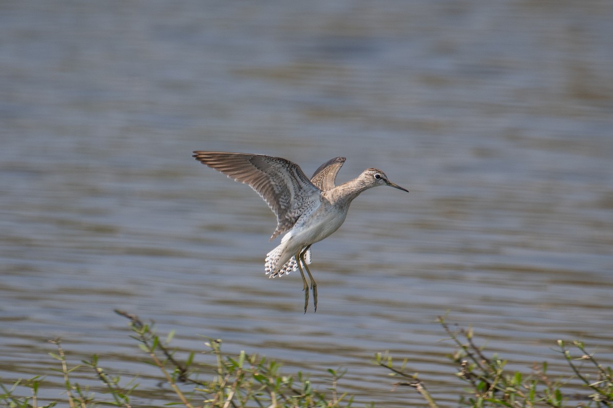 vodouš bahenní - ML646831635