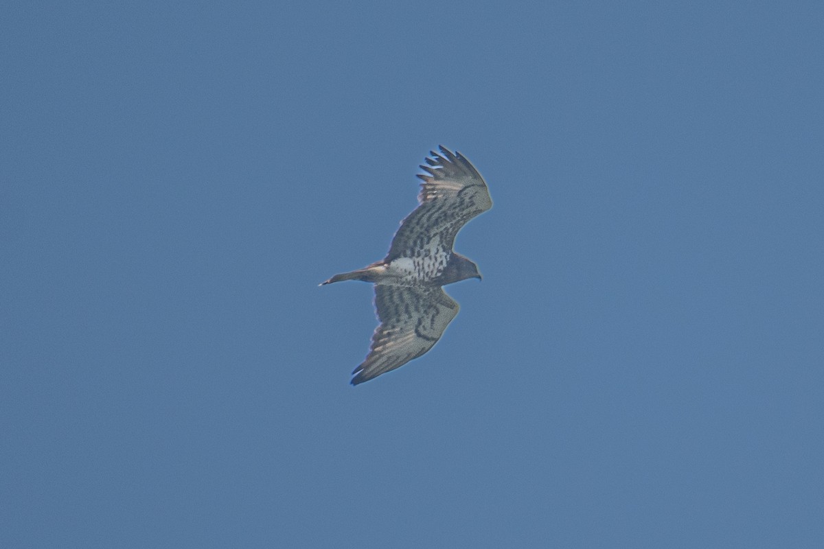 Yılan Kartalı - ML646831639