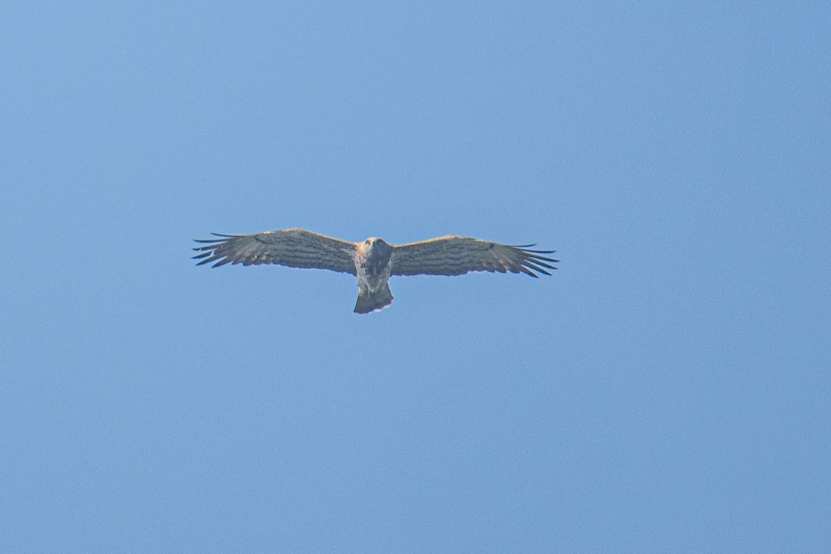 Yılan Kartalı - ML646831640