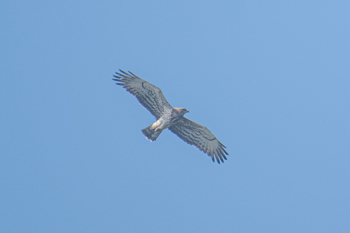 Yılan Kartalı - ML646831643