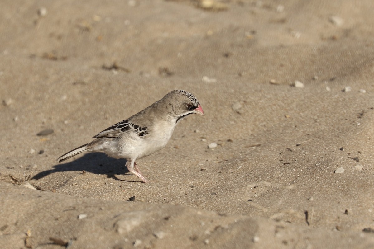 Scaly Weaver - ML646831648