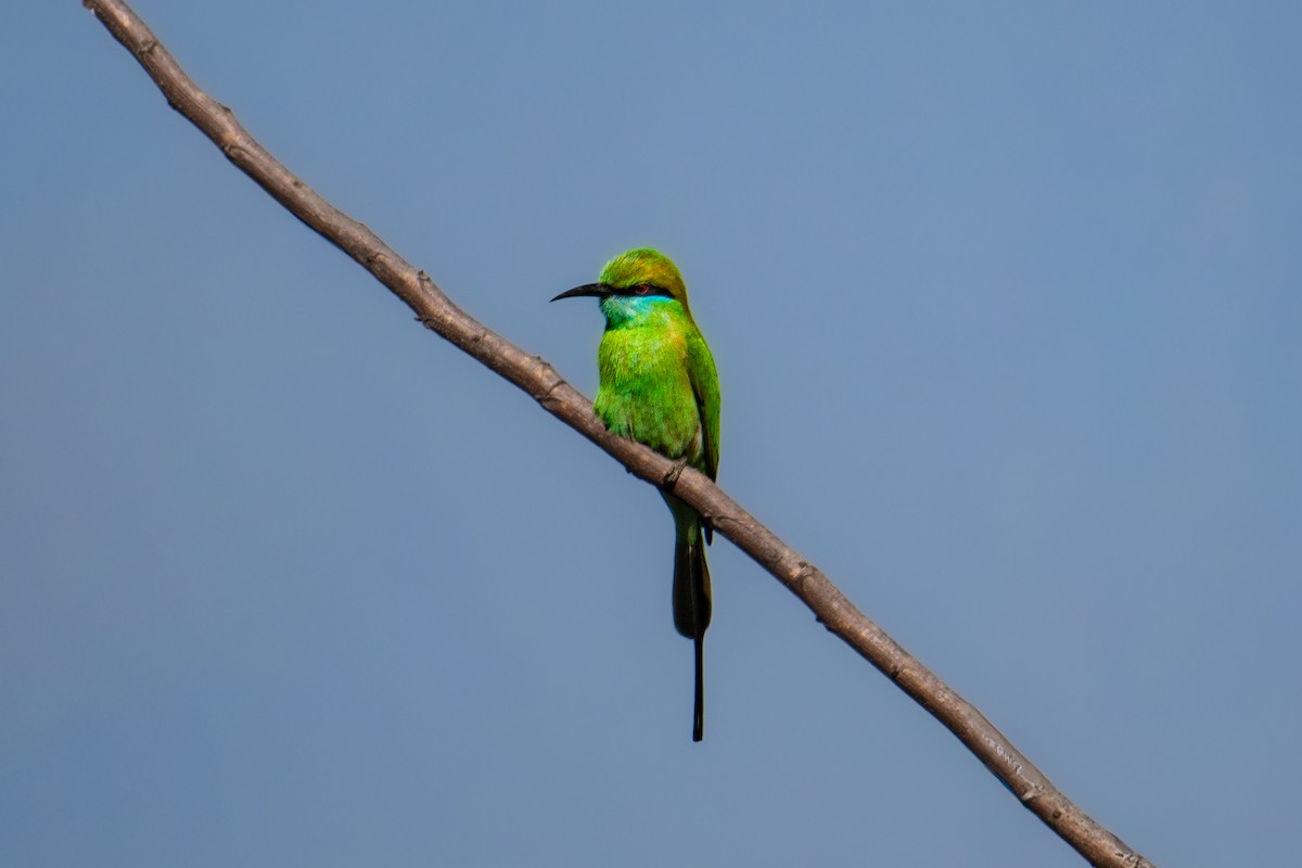 Asya Yeşil Arıkuşu - ML646831650