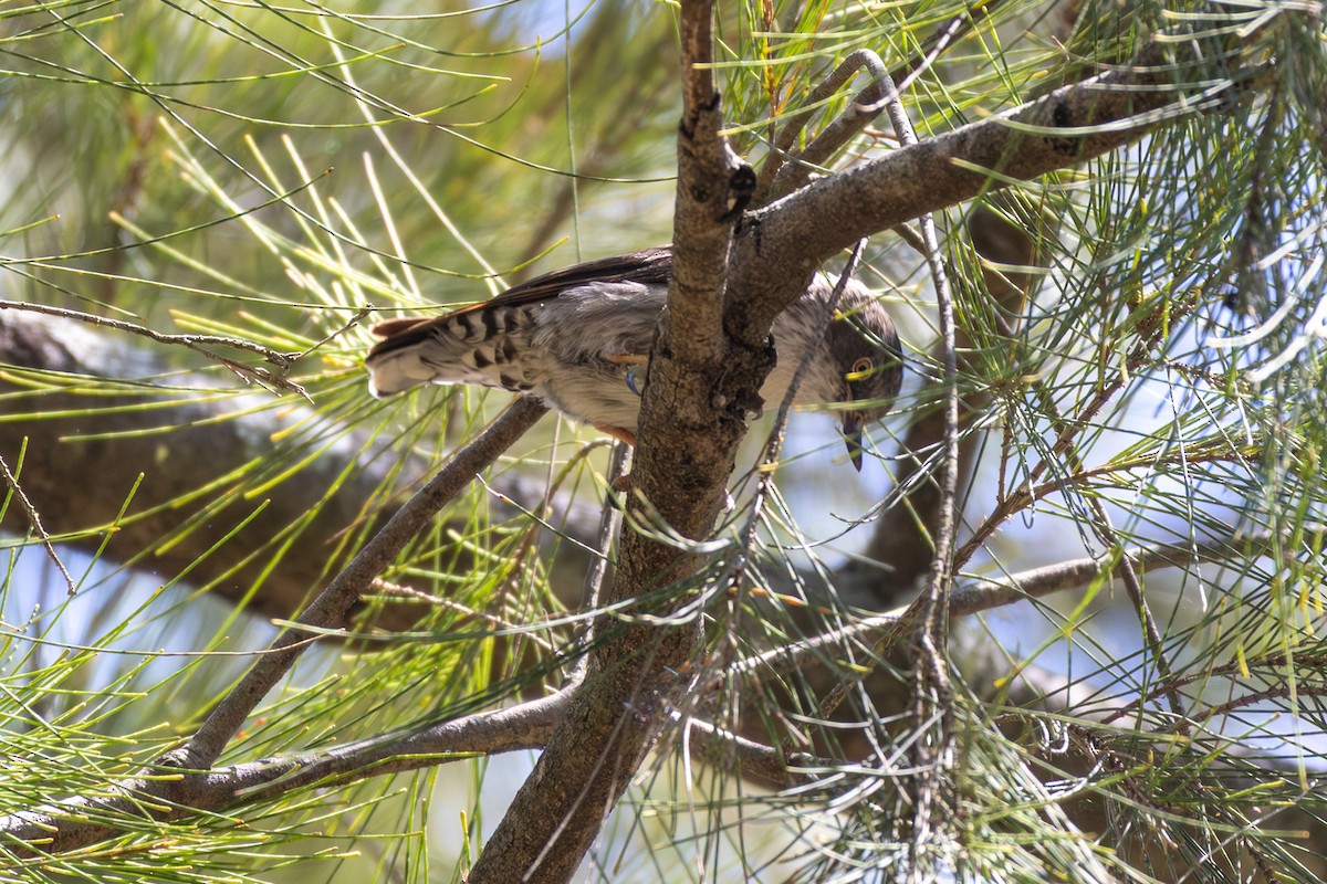 Varied Sittella (Orange-winged) - ML646831651