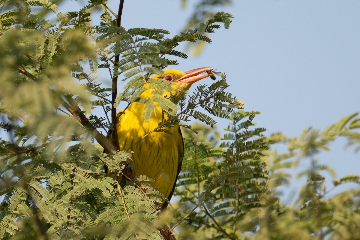 Hint Sarıasması - ML646831652