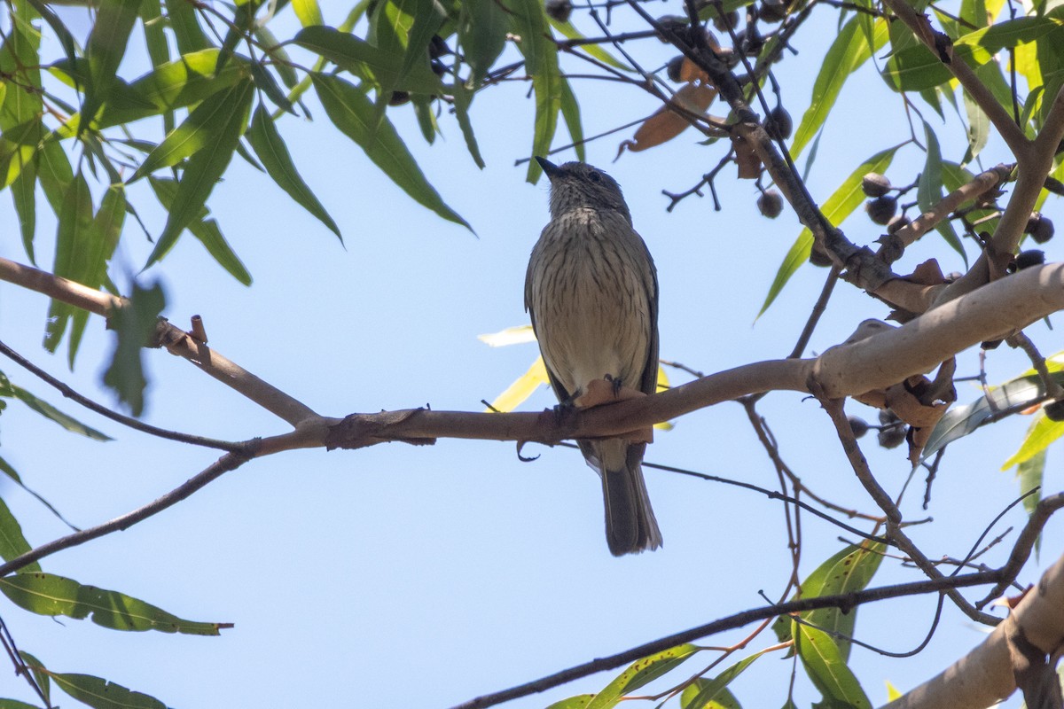 Rufous Whistler - ML646831653