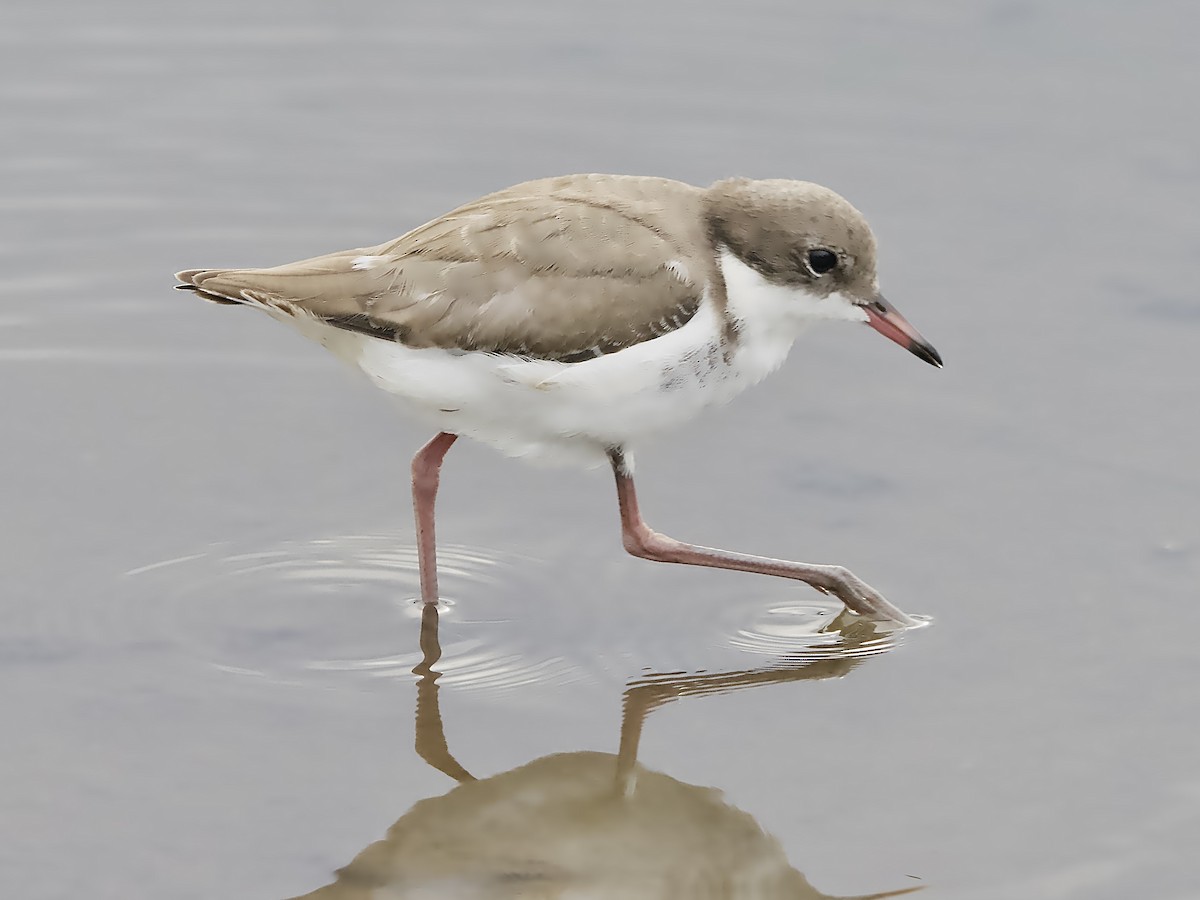 Chorlito Pechinegro - ML646831654