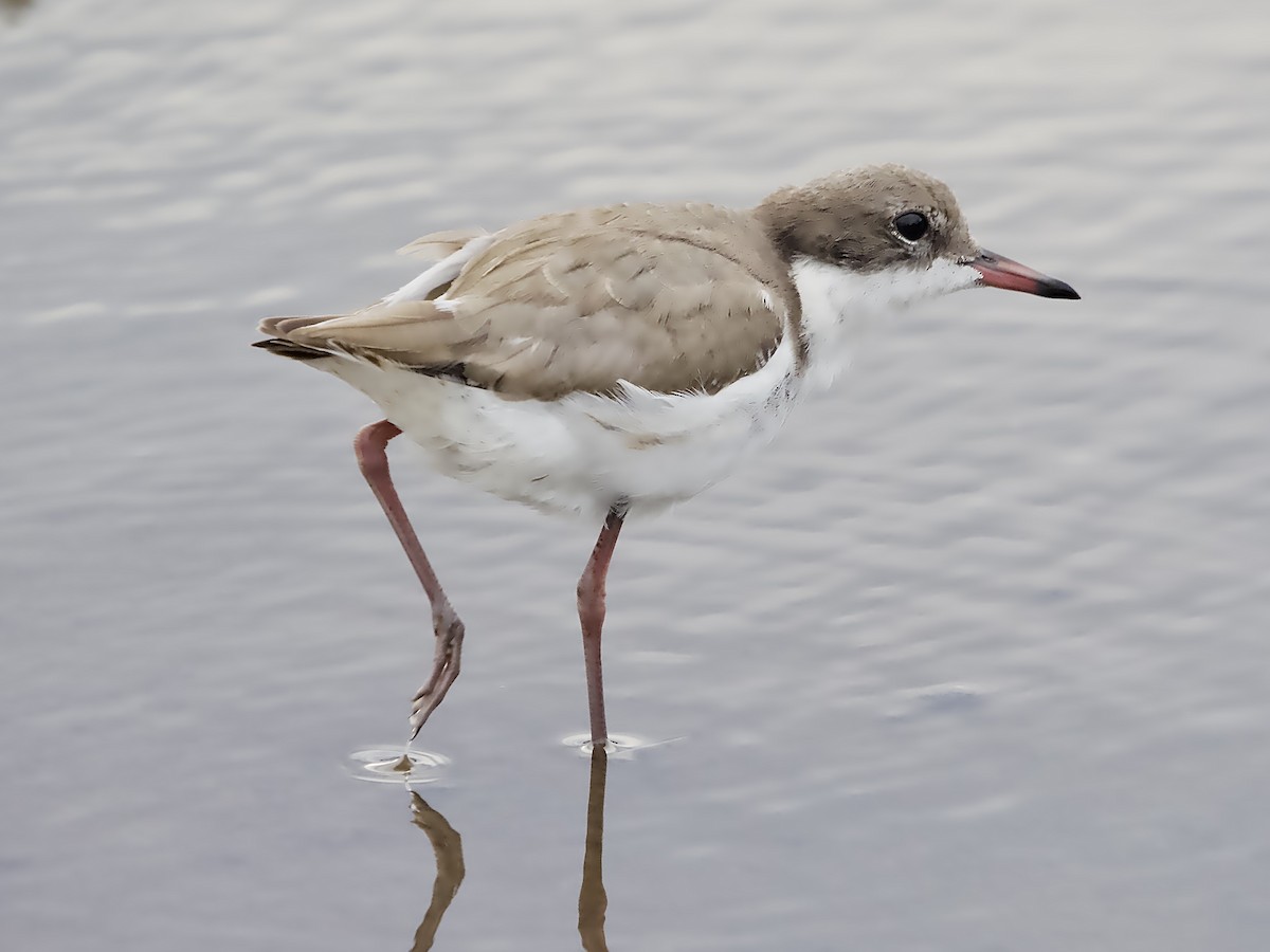 Chorlito Pechinegro - ML646831655