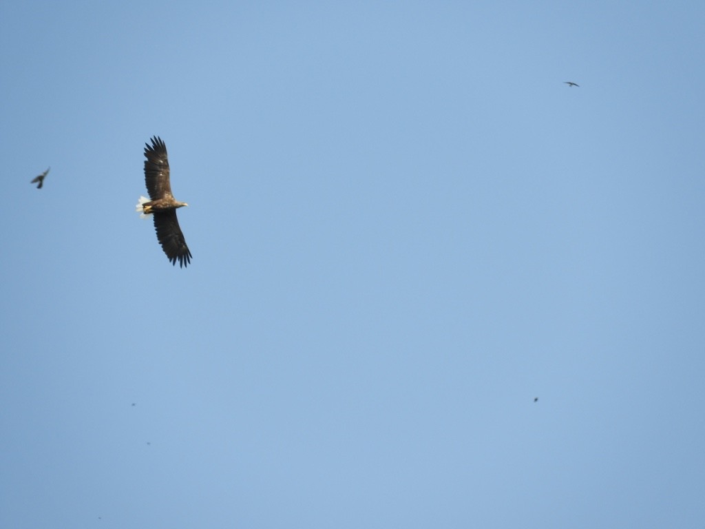 Pygargue à queue blanche - ML646831656