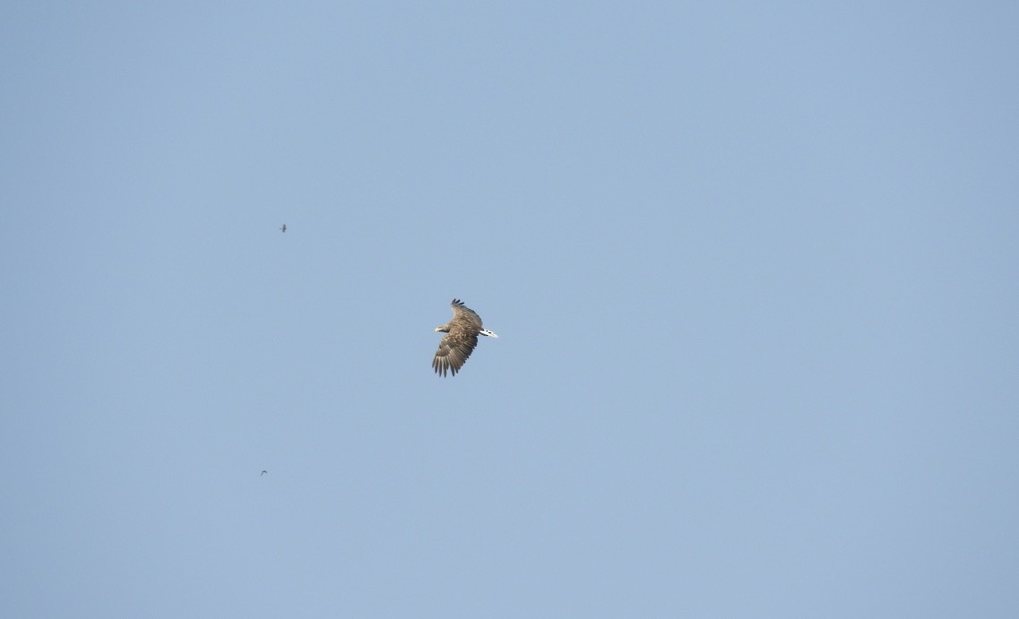 Pygargue à queue blanche - ML646831657