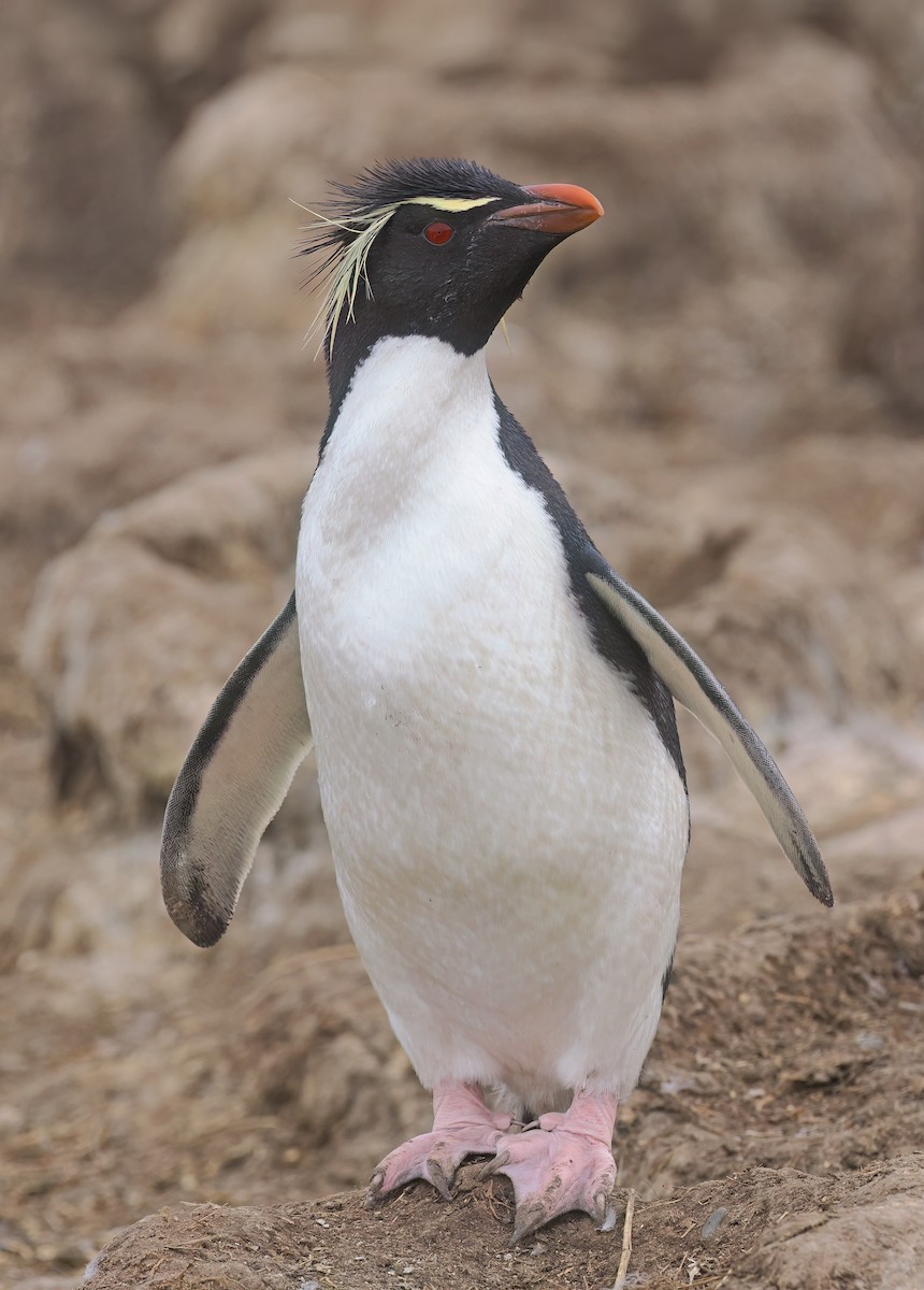 Western Rockhopper Penguin - ML646831660