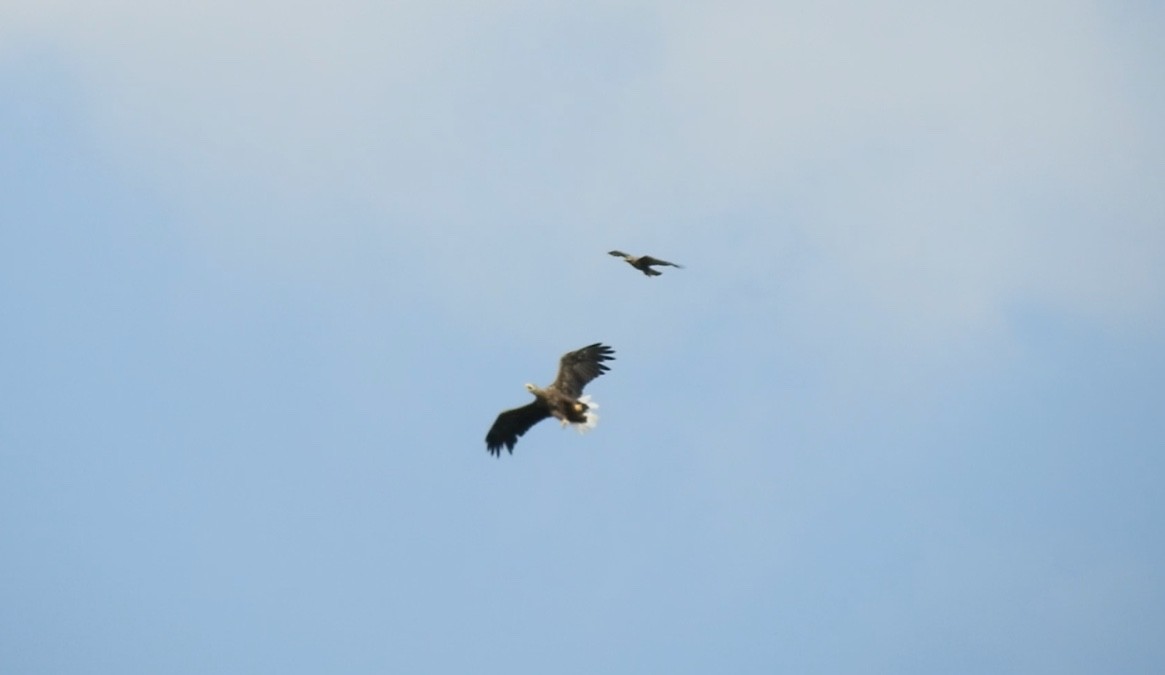 Pygargue à queue blanche - ML646831661