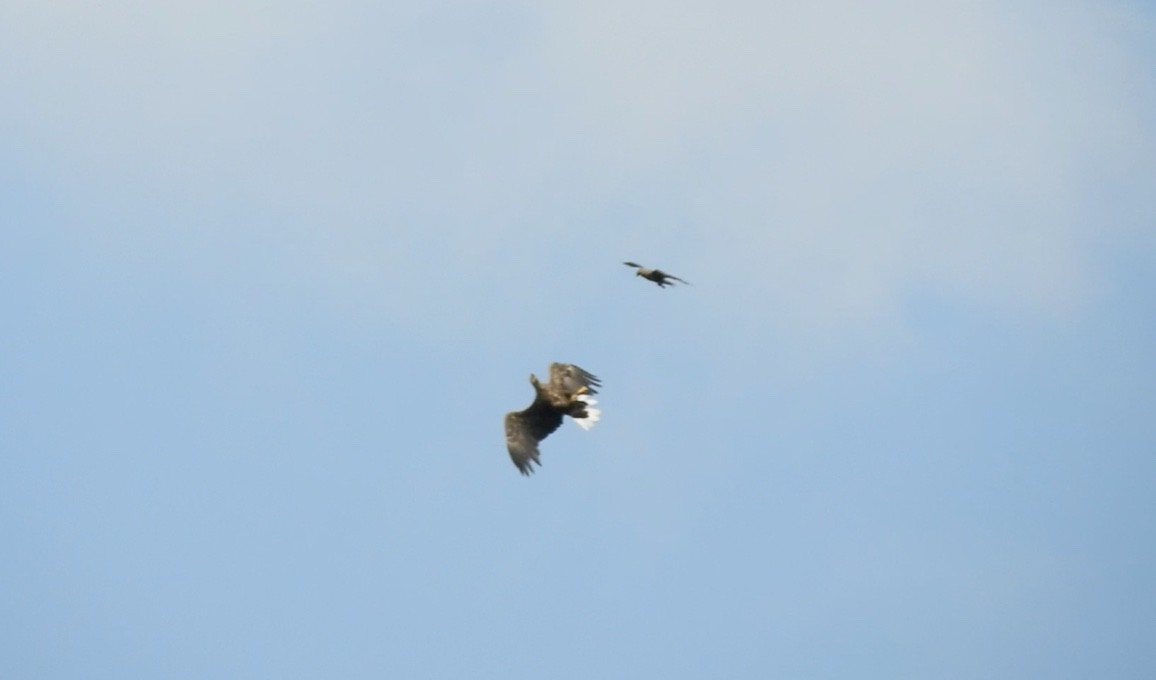 Pygargue à queue blanche - ML646831662