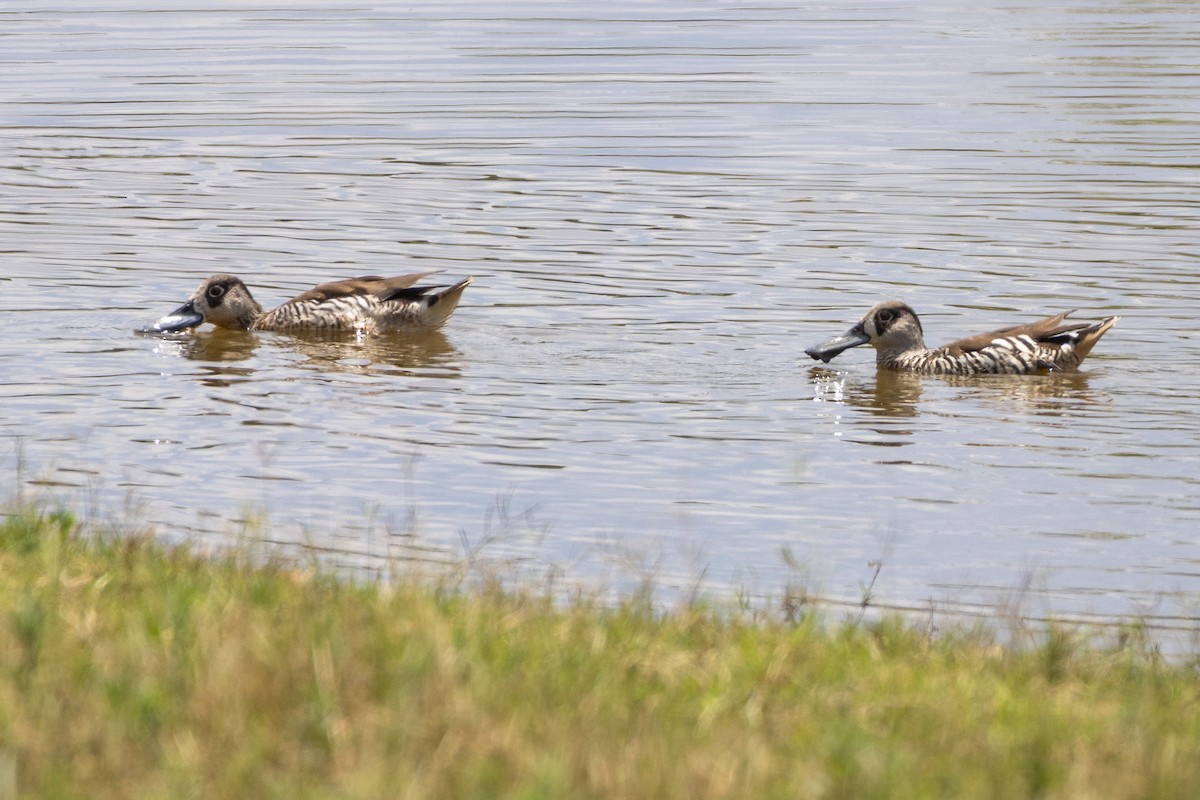 Pink-eared Duck - ML646831663