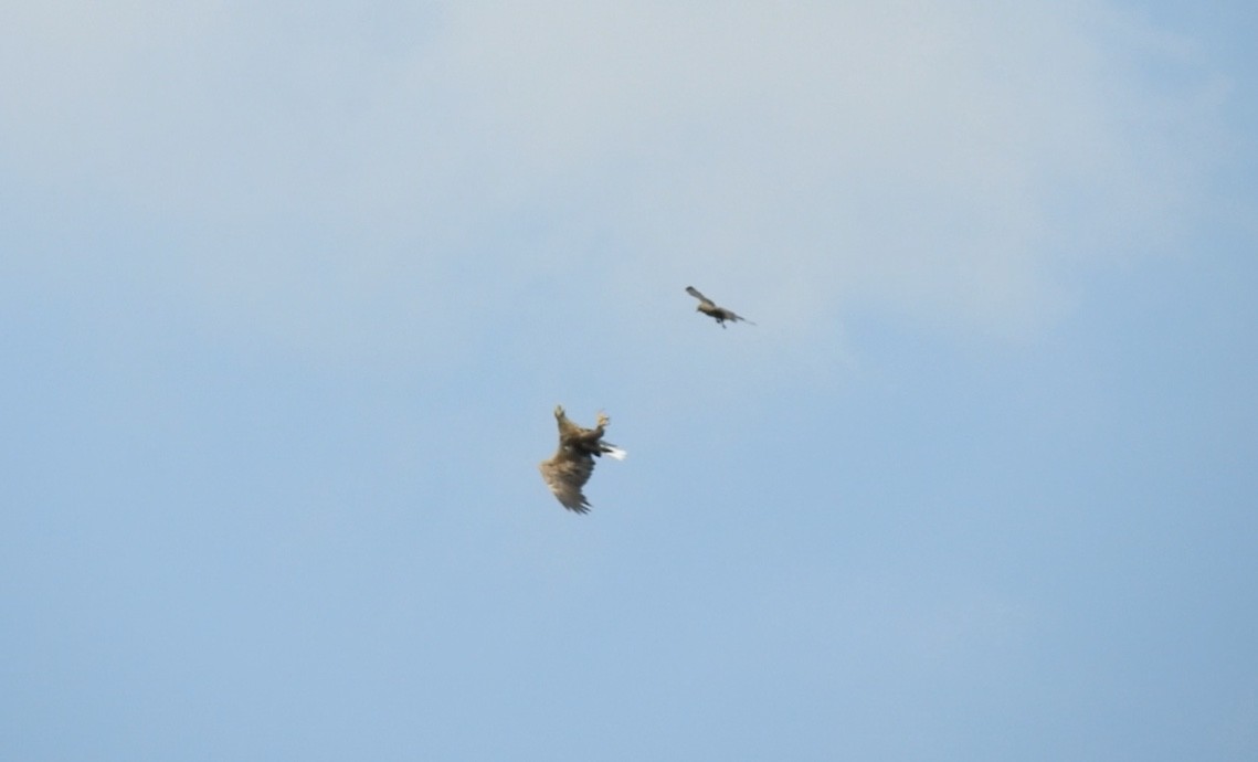 Pygargue à queue blanche - ML646831664