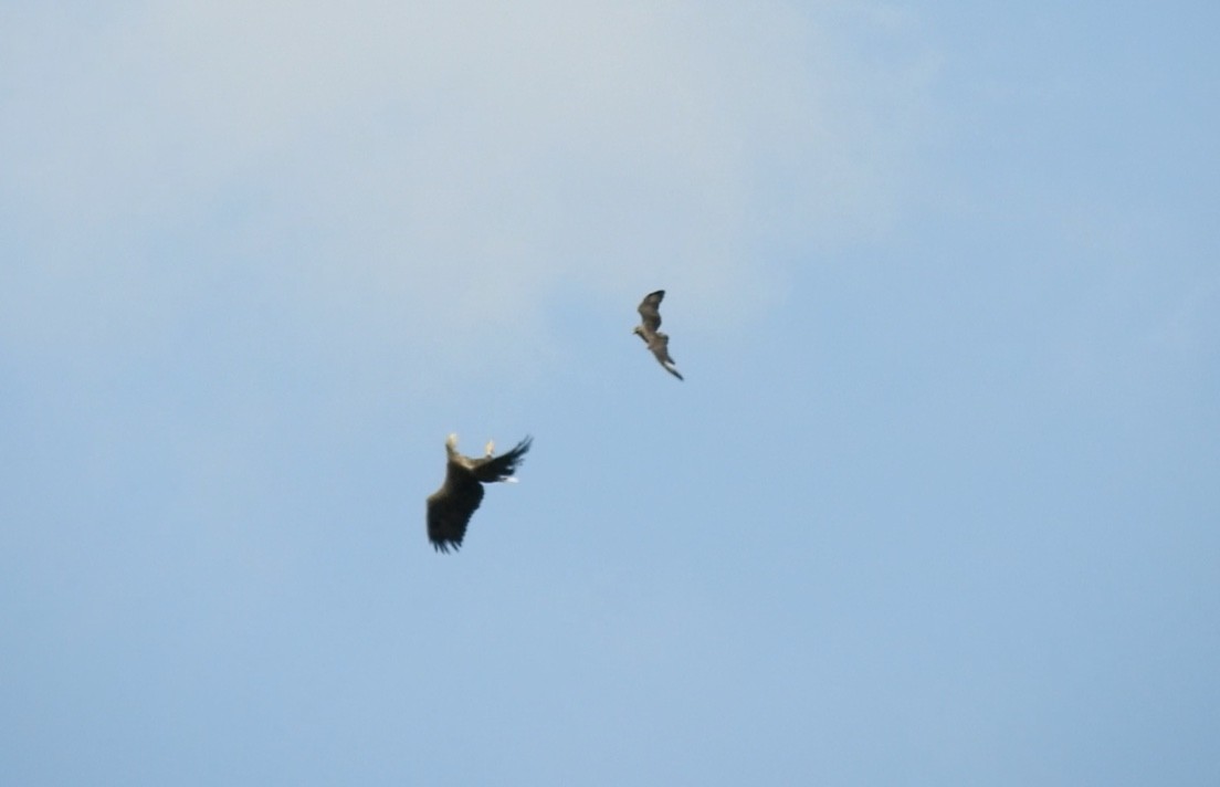 Pygargue à queue blanche - ML646831665