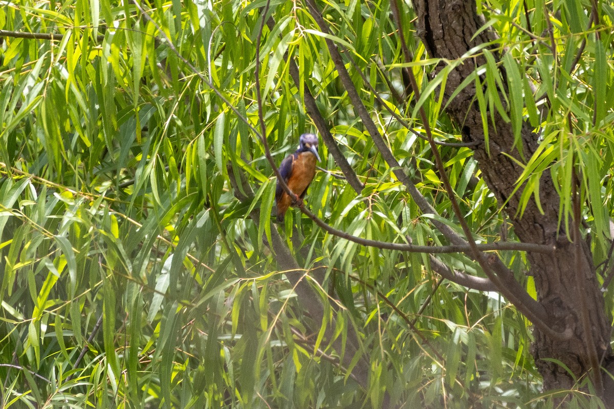 Azure Kingfisher - ML646831666