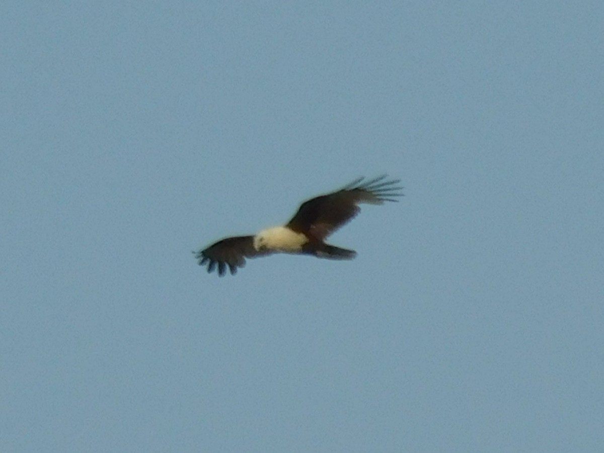 Brahminy Kite - ML646831667