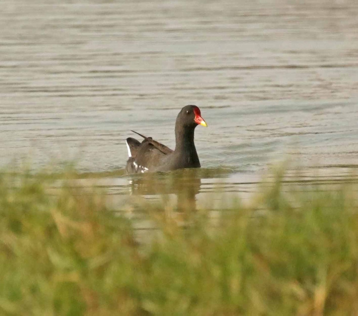 Камышница - ML646831668