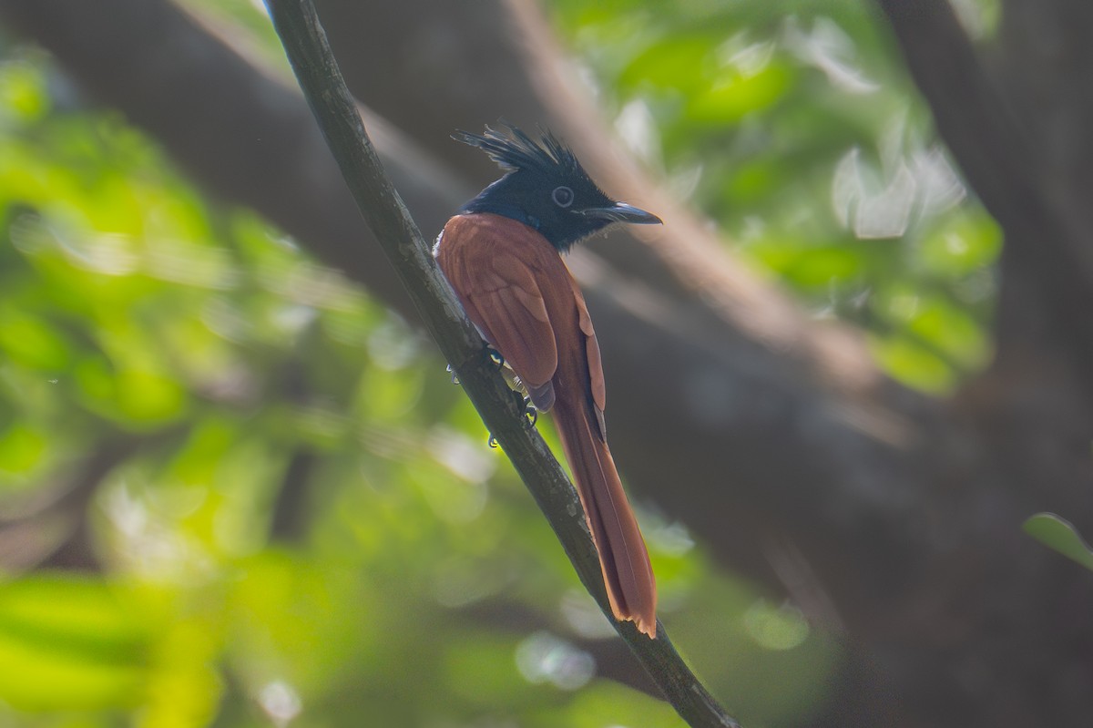 Hint Monarkı - ML646831669