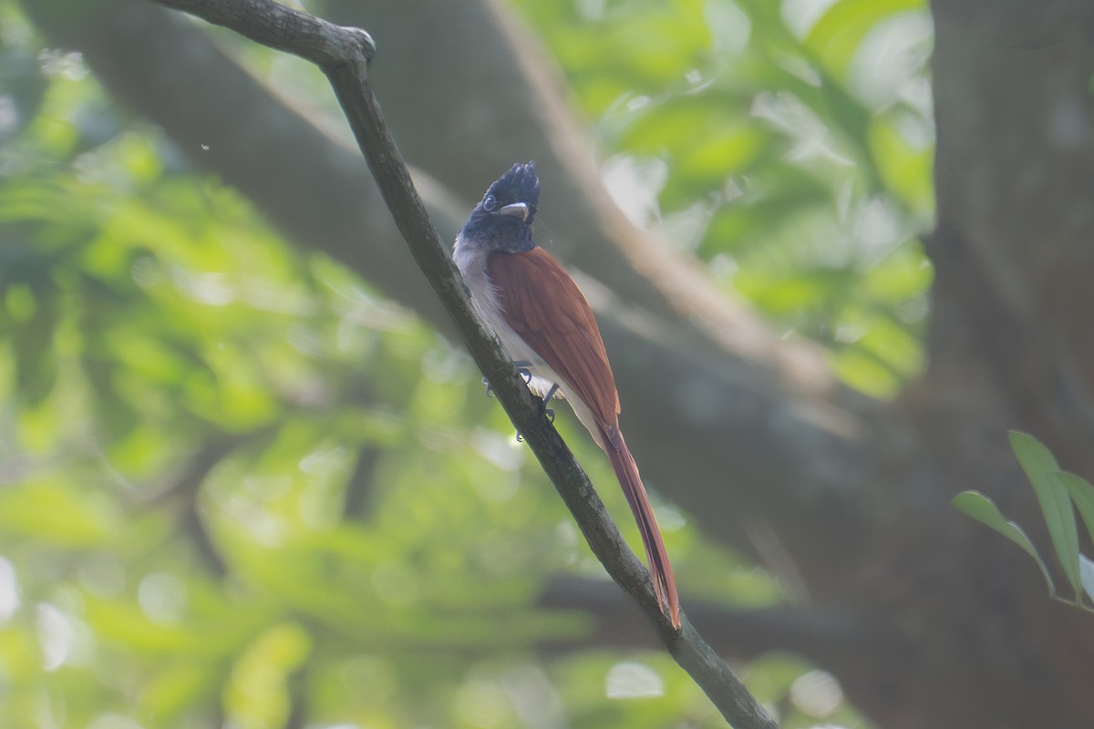 Hint Monarkı - ML646831670