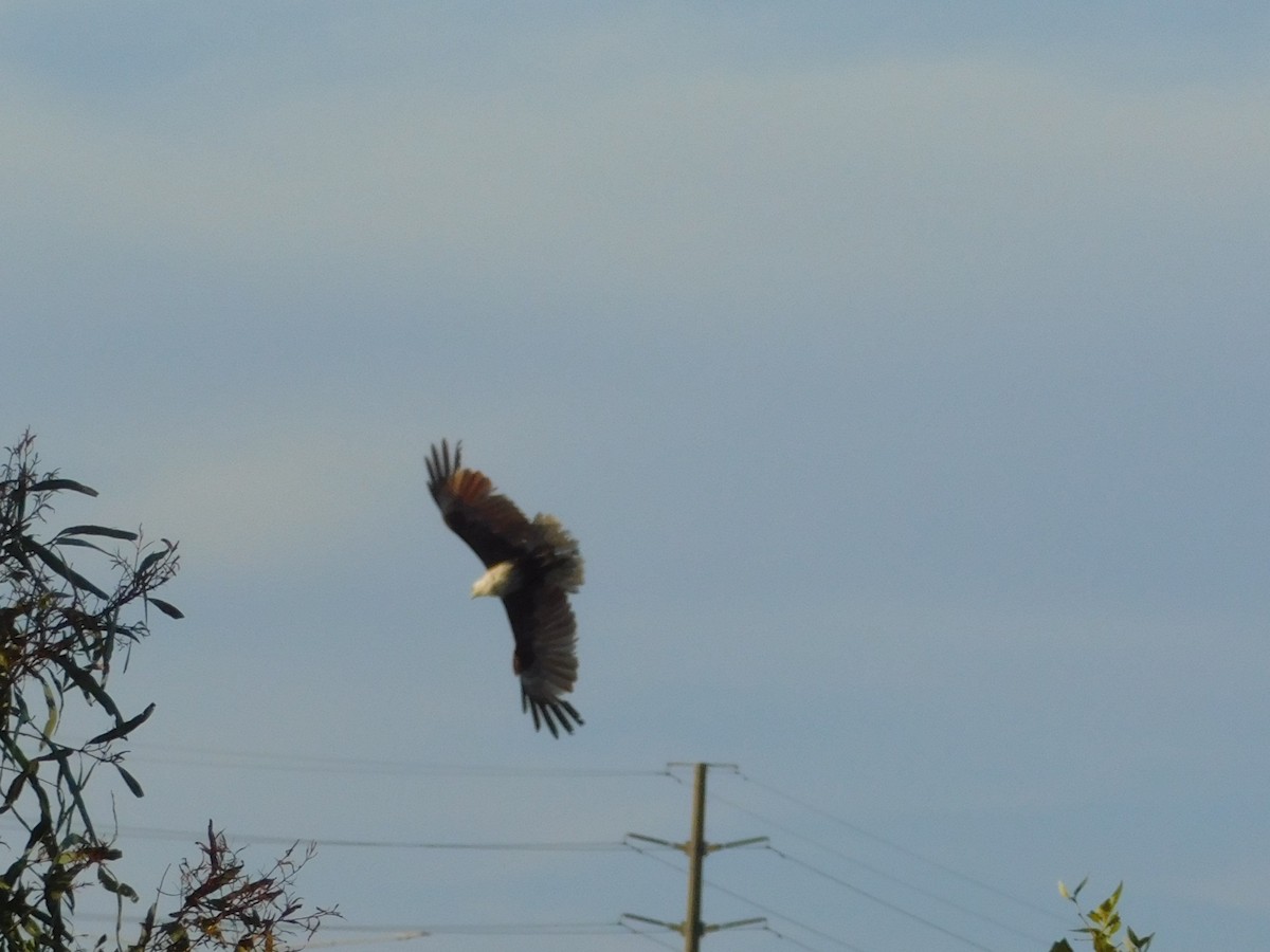 Brahminy Kite - ML646831671