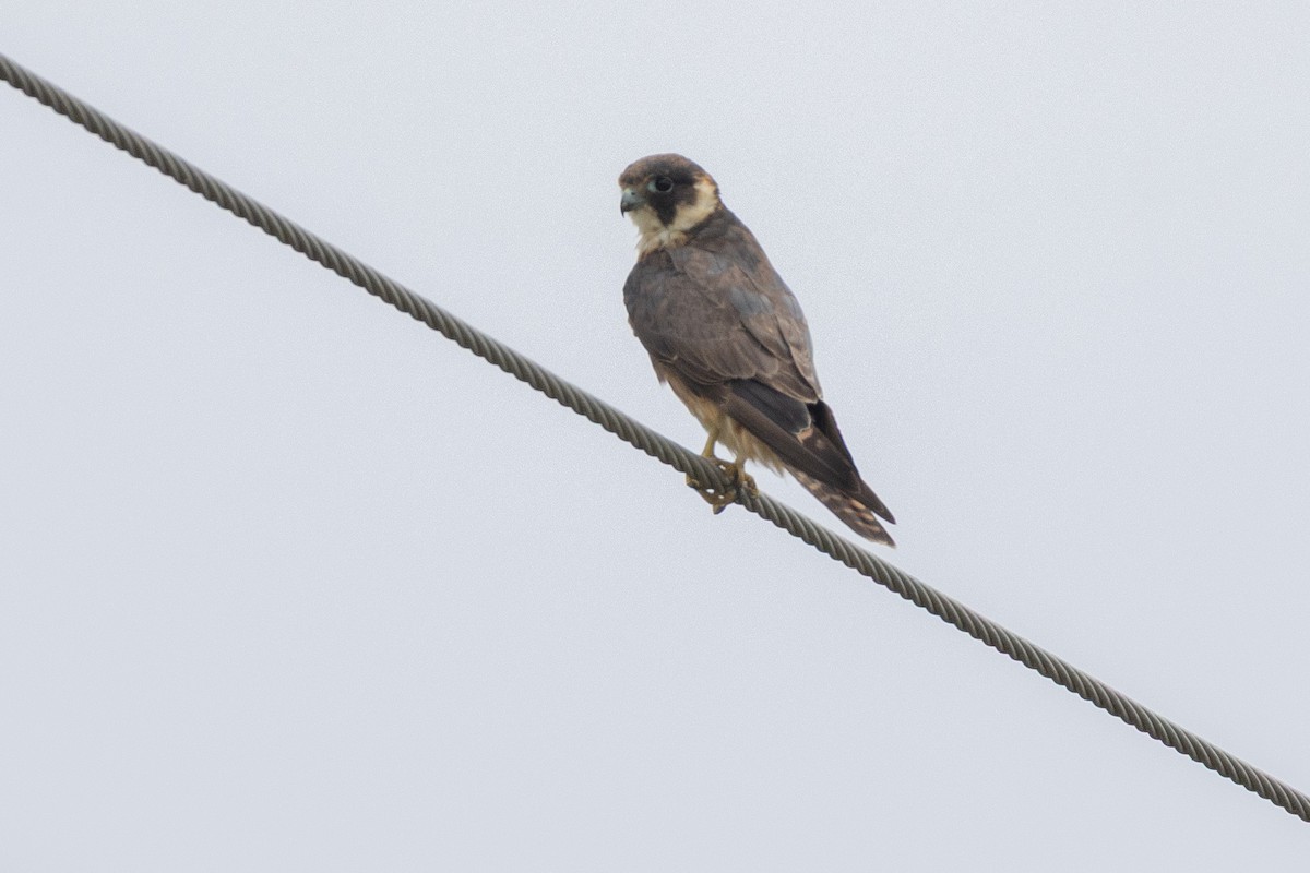 Australian Hobby - ML646831673