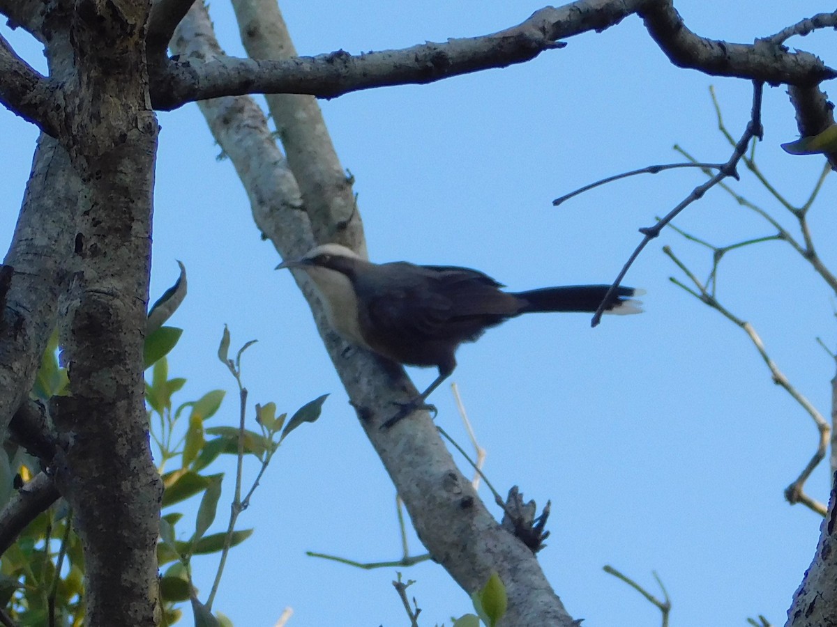 Gray-crowned Babbler - ML646831674