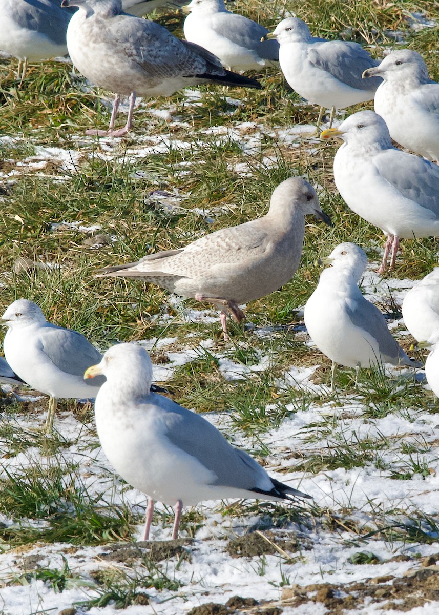Мартин гренландський (підвид thayeri) - ML646831675