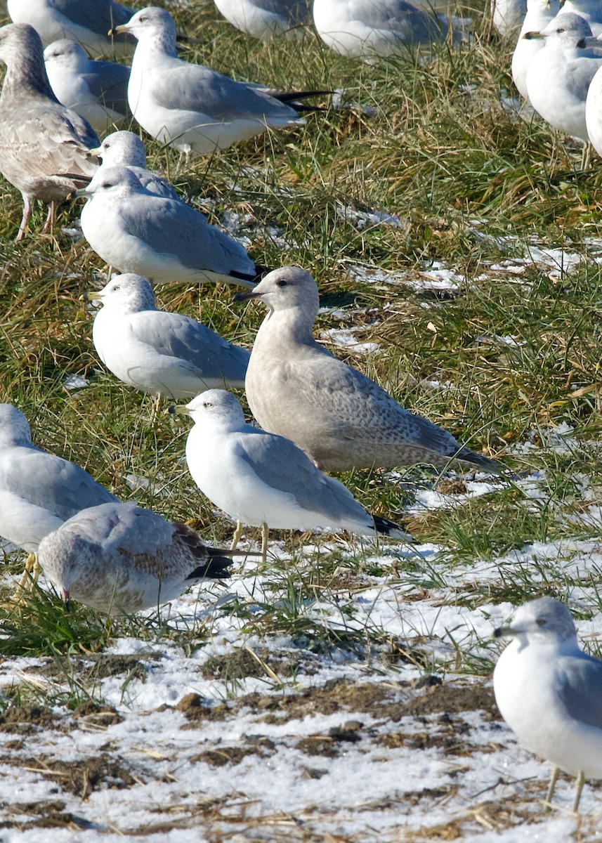 Мартин гренландський (підвид thayeri) - ML646831676