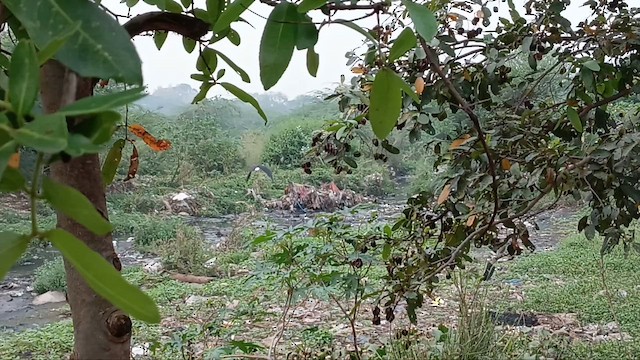 Asian Woolly-necked Stork - ML646831677