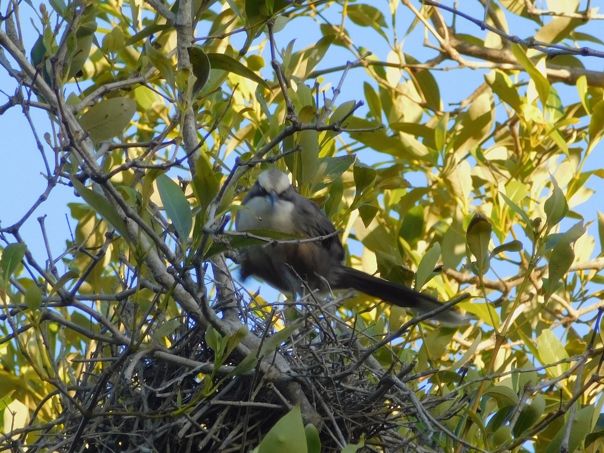 Gray-crowned Babbler - ML646831678