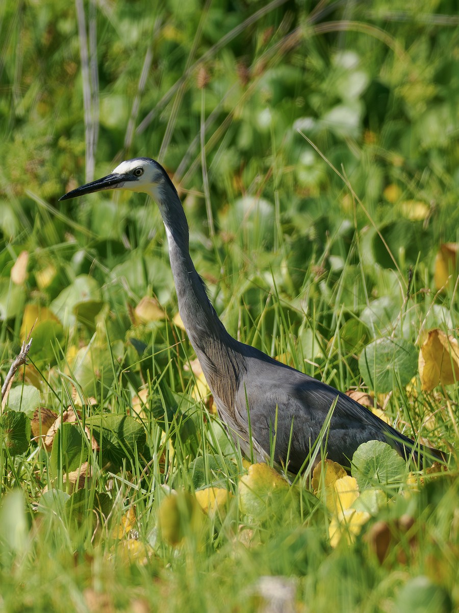 White-faced Heron - ML646831679