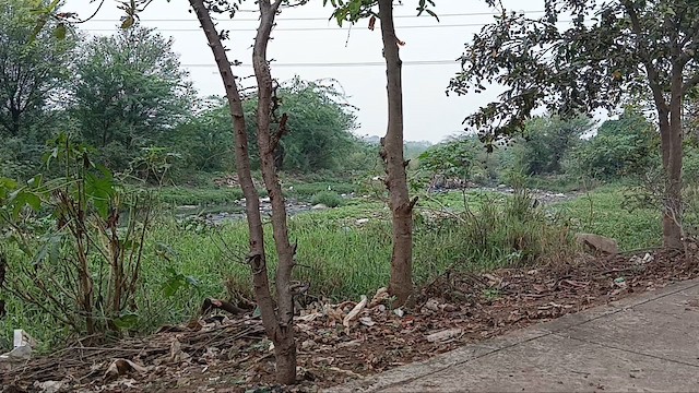 Asian Woolly-necked Stork - ML646831680