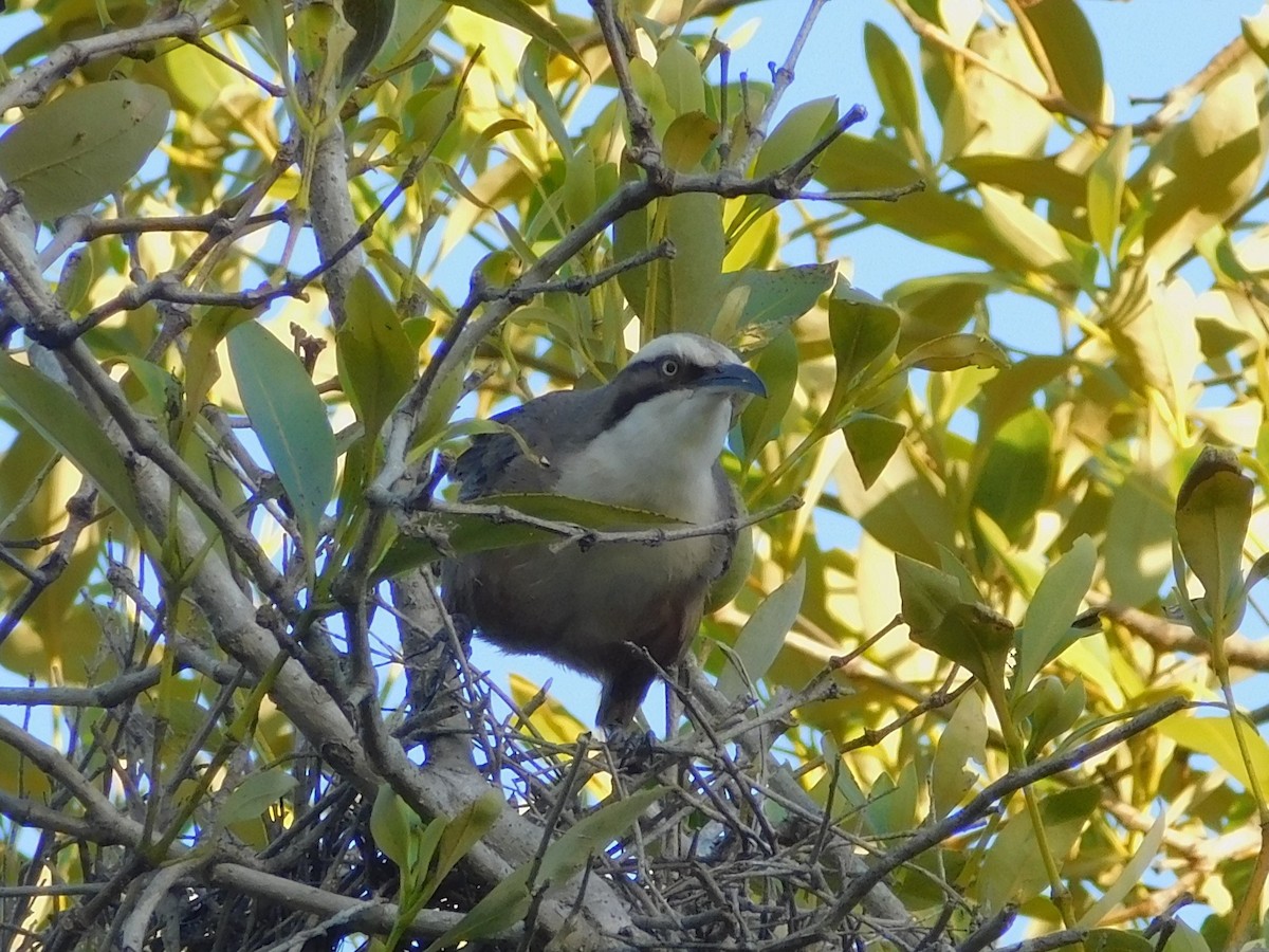 Gray-crowned Babbler - ML646831681