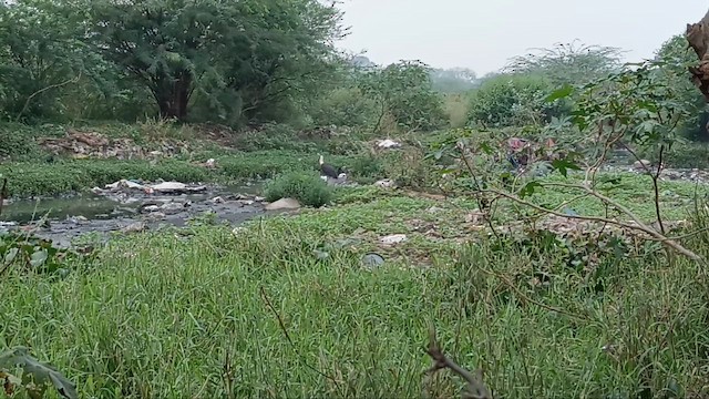 Asian Woolly-necked Stork - ML646831682