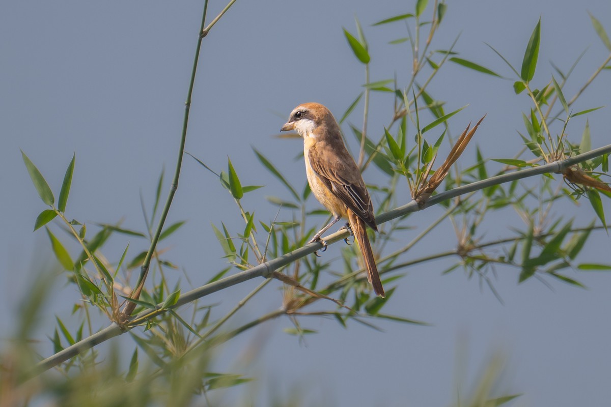 Kahverengi Örümcekkuşu - ML646831683