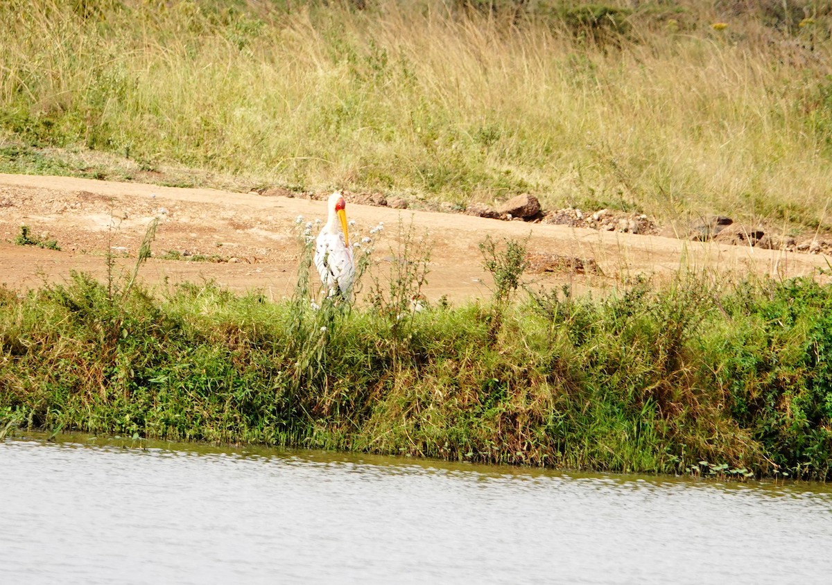 Sarı Gagalı Leylek - ML646831684