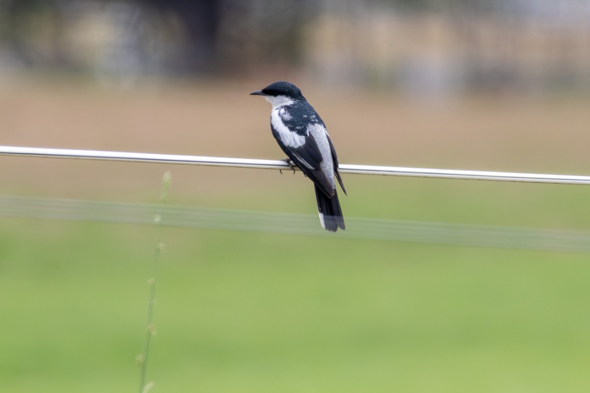 White-winged Triller - ML646831685