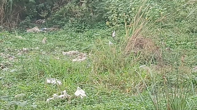 Asian Woolly-necked Stork - ML646831686