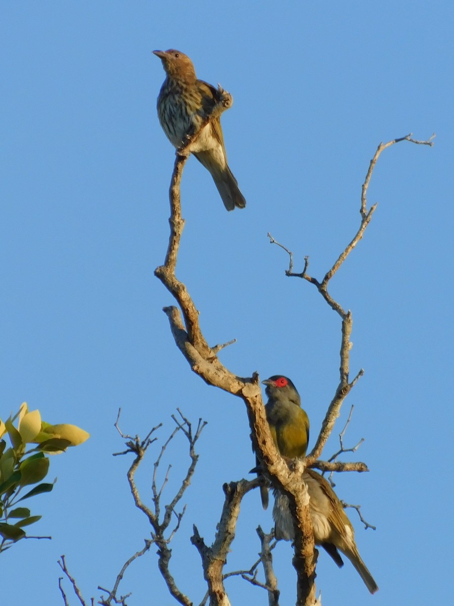 Australasian Figbird - ML646831688