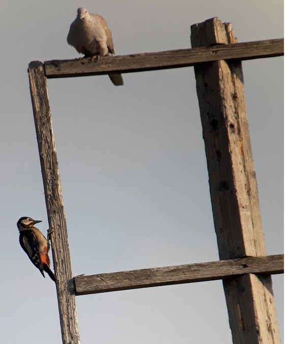 Pic épeiche - ML646831690