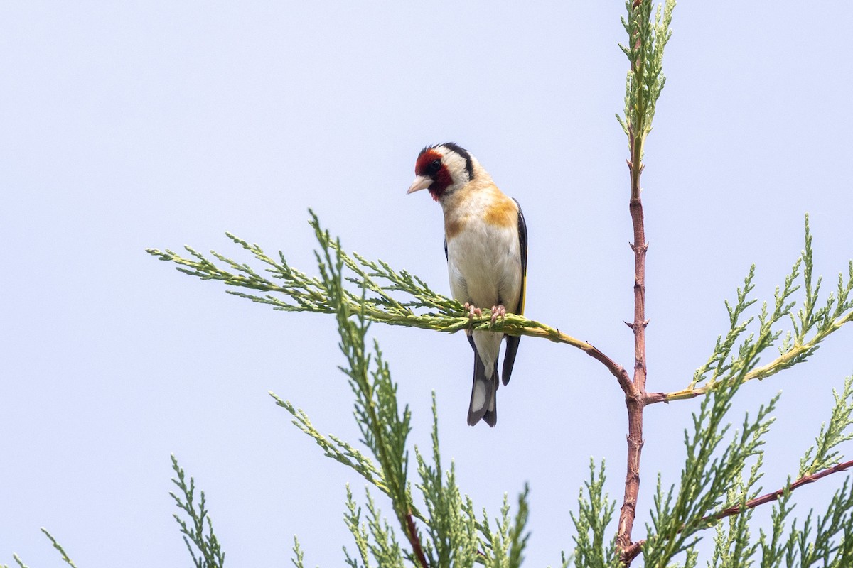 Cardellino - ML646831691