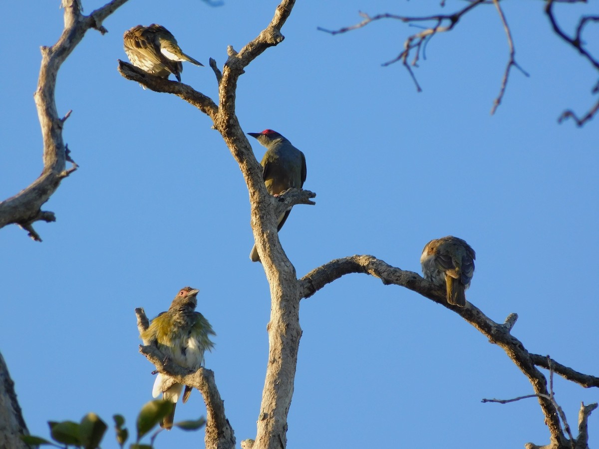Australasian Figbird - ML646831692