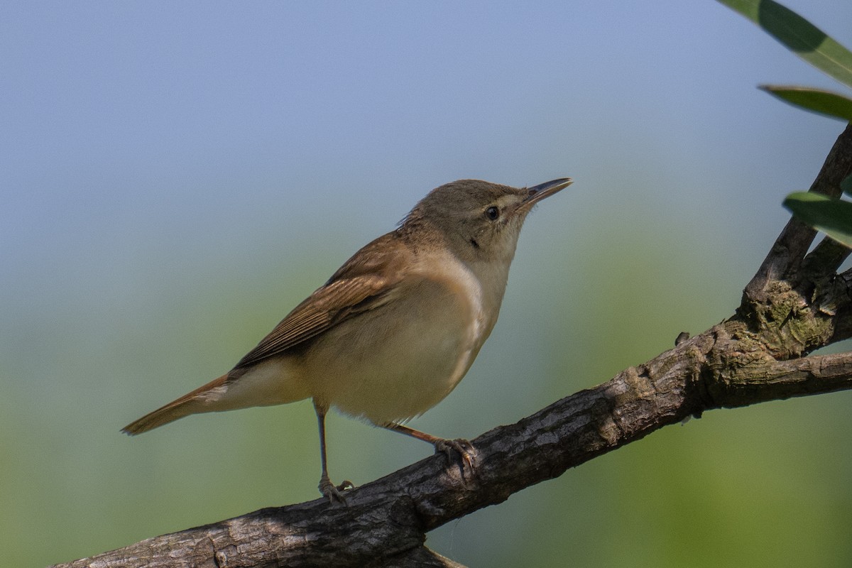 Kuzey Kamışçını - ML646831693