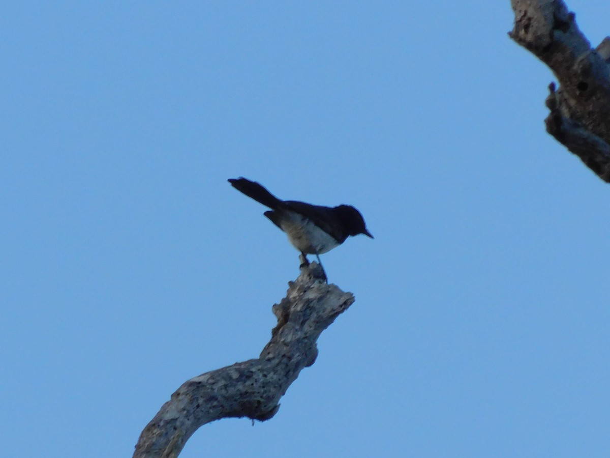 Willie-wagtail - ML646831694