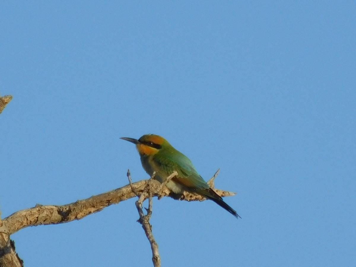 Rainbow Bee-eater - ML646831695